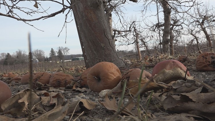 Why are apples left to rot on the ground in orchards after the season is over?