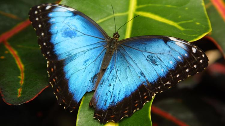 Butterflies take flight at Frederik Meijer Gardens & Sculpture Park