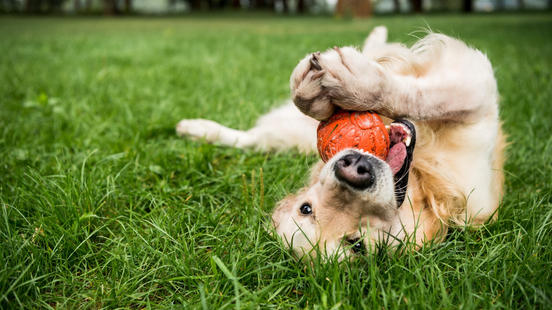 West Michiganders are being encouraged to stay indoors due to unhealthy air quality. So what does this mean for your furry friends?