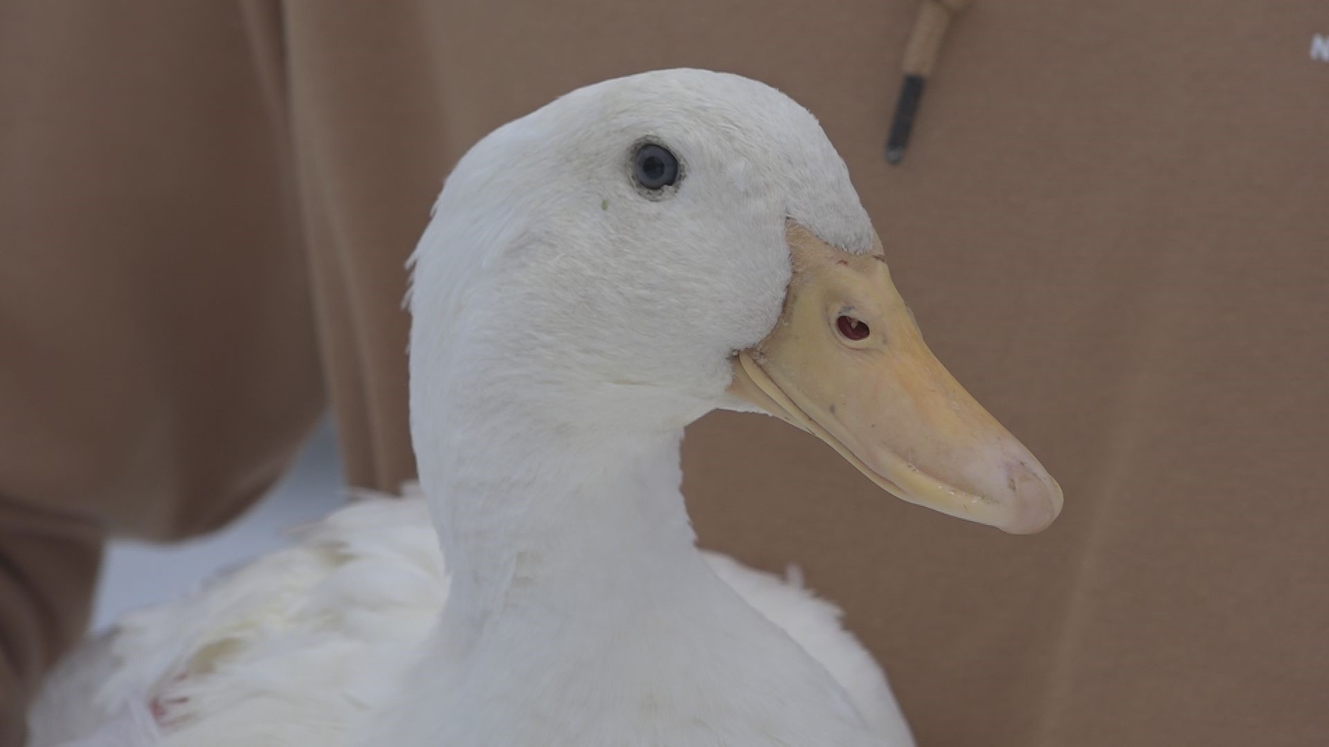 With the weight of snow and grief, Sophia the duck wouldn't have made it through the winter without a companion. The community stepped up to find her a match.