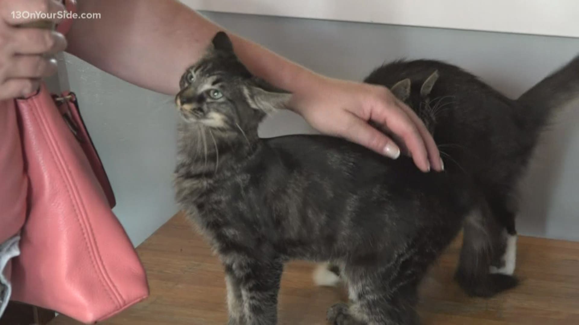 Cat cafe celebrates two-year anniversary