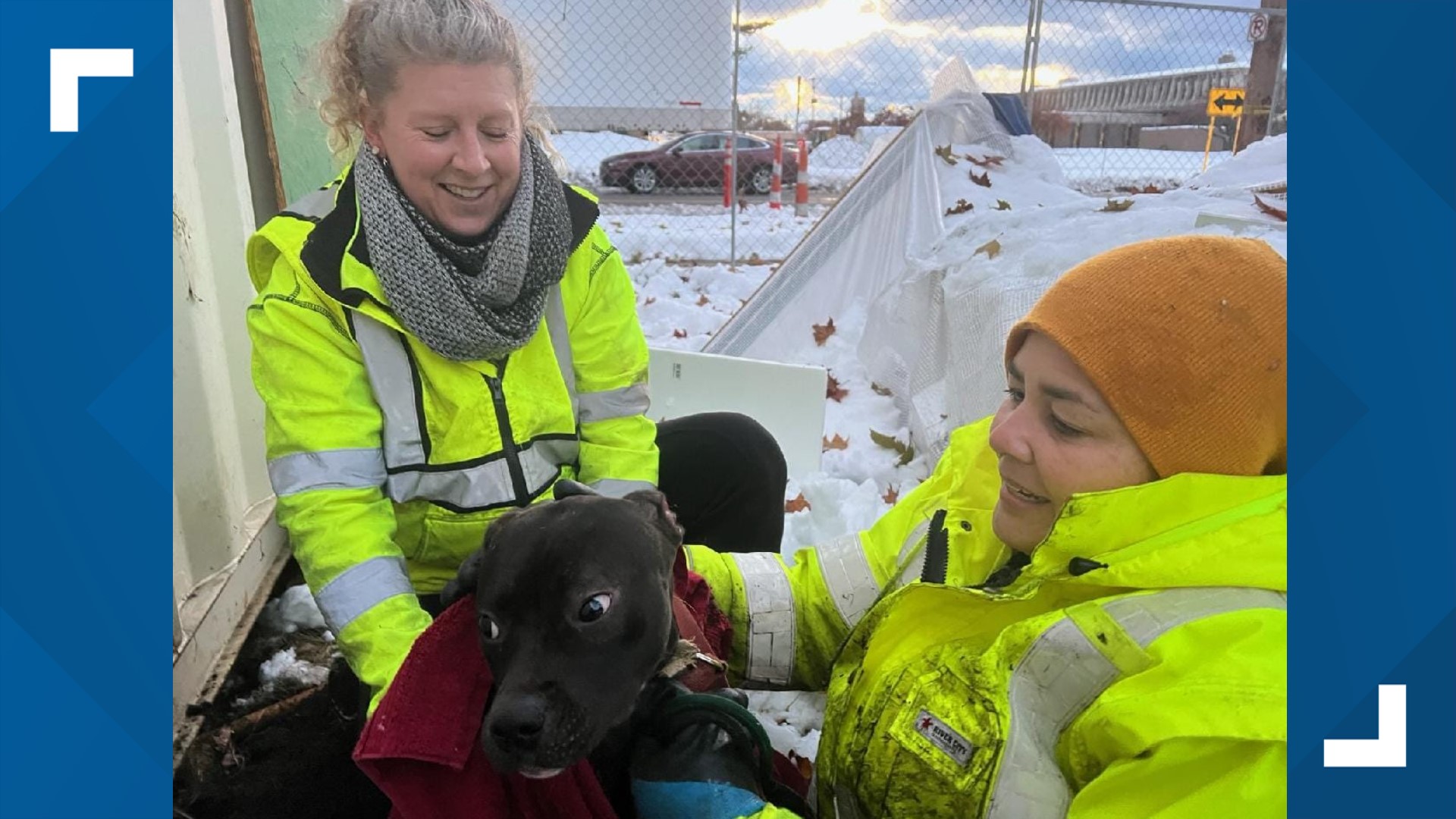 Dog rescued from under shipping container