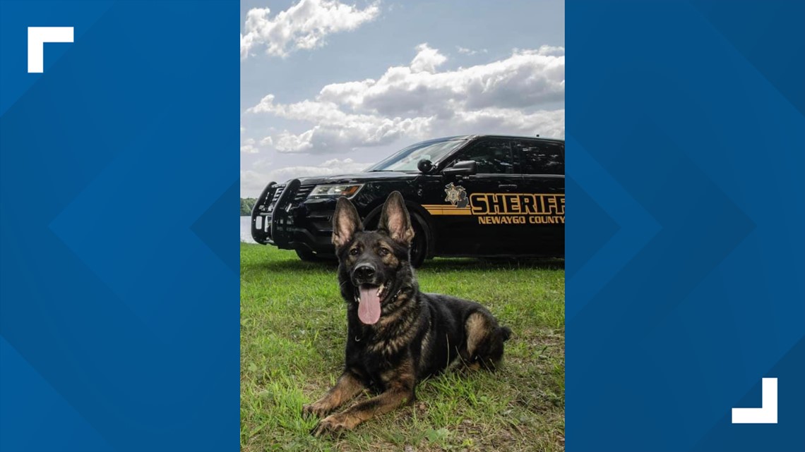Newaygo K9 passes away | wzzm13.com - Vimarsana News