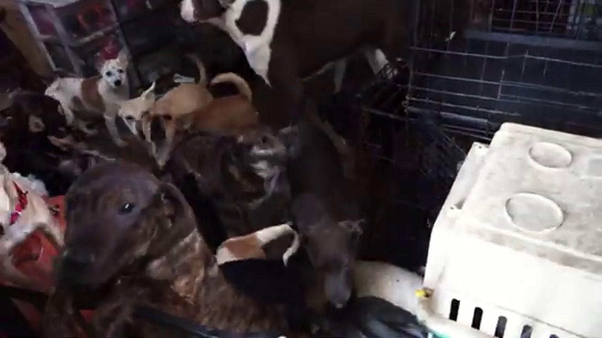 A look inside house deemed unlivable in Norton Shores animal neglect