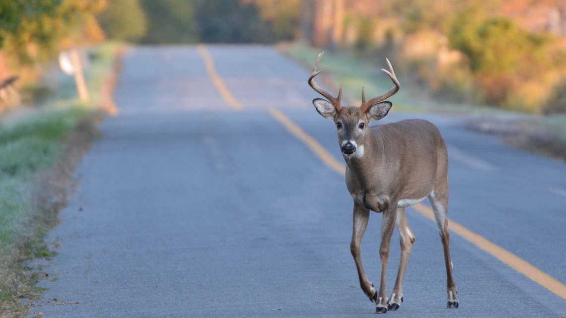 Which Michigan county had the most deer vs. car crashes in 2022 ...