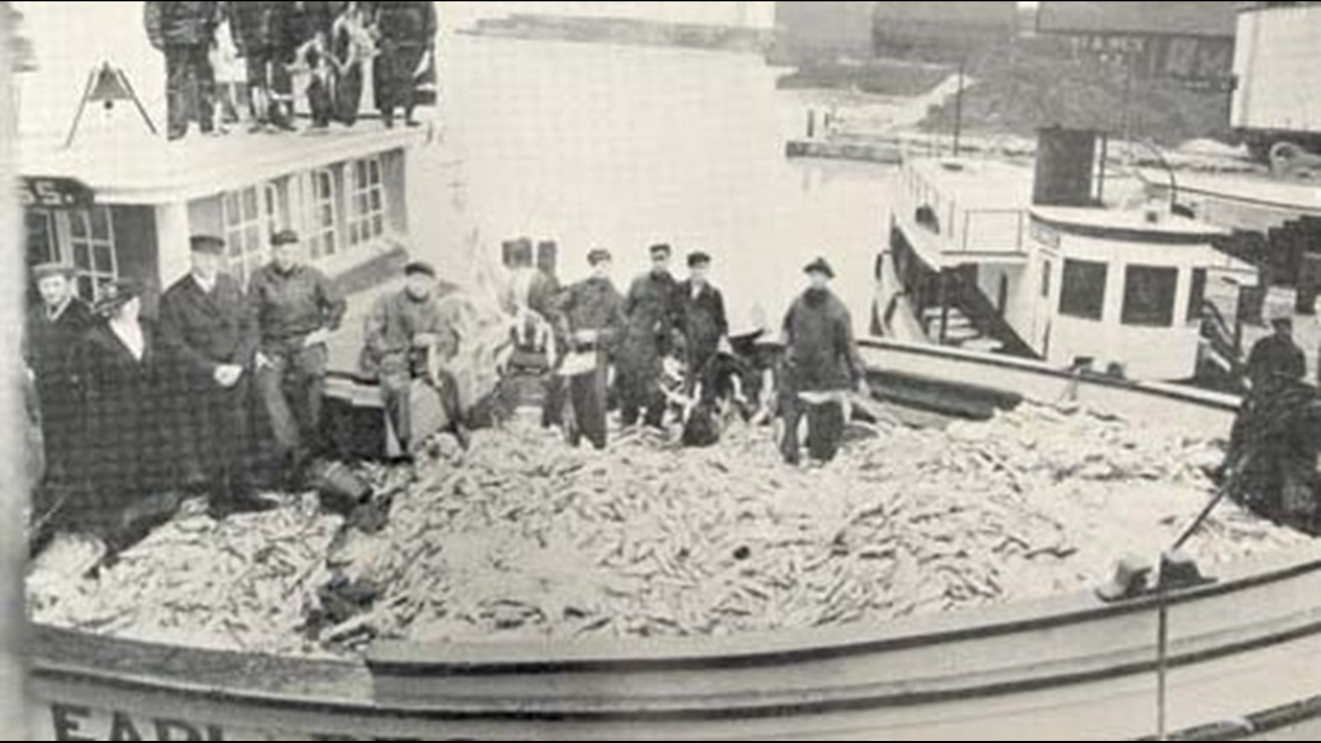 Arctic grayling return to Michigan as reintroduction initiative gains