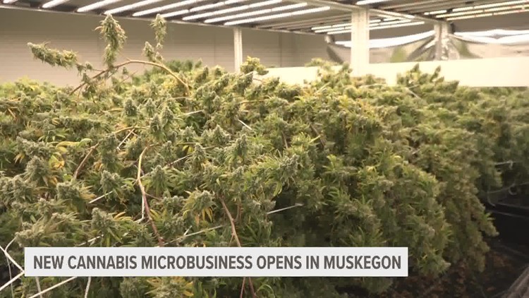 'From seed to sale': First cannabis microbusiness opens in downtown Muskegon