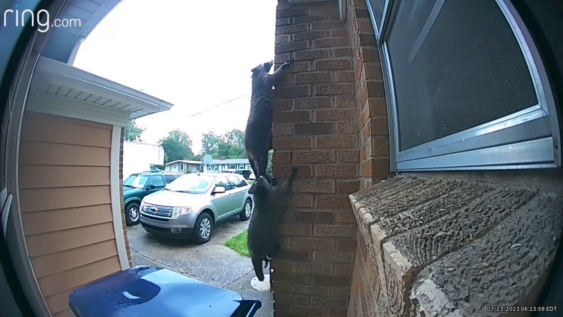 Ring camera video shows seven small Raccoons climbing up a brick wall where they were able to weasel their way in through a cat door and into her living room!