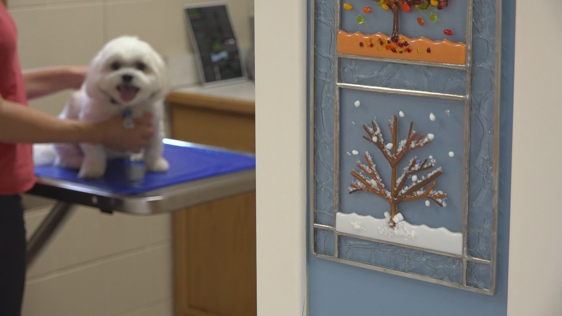 Because of the increase in "pandemic puppies" and "COVID kittens," pet parents may have to wait weeks or months for an appointment at their primary care vet.