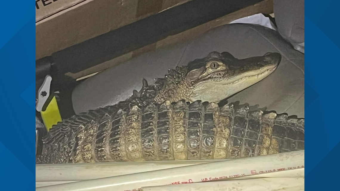 Alligator found in vehicle after police pursuit - Vimarsana News