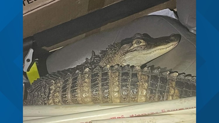 Alligator found in vehicle after police pursuit in Lake Co.