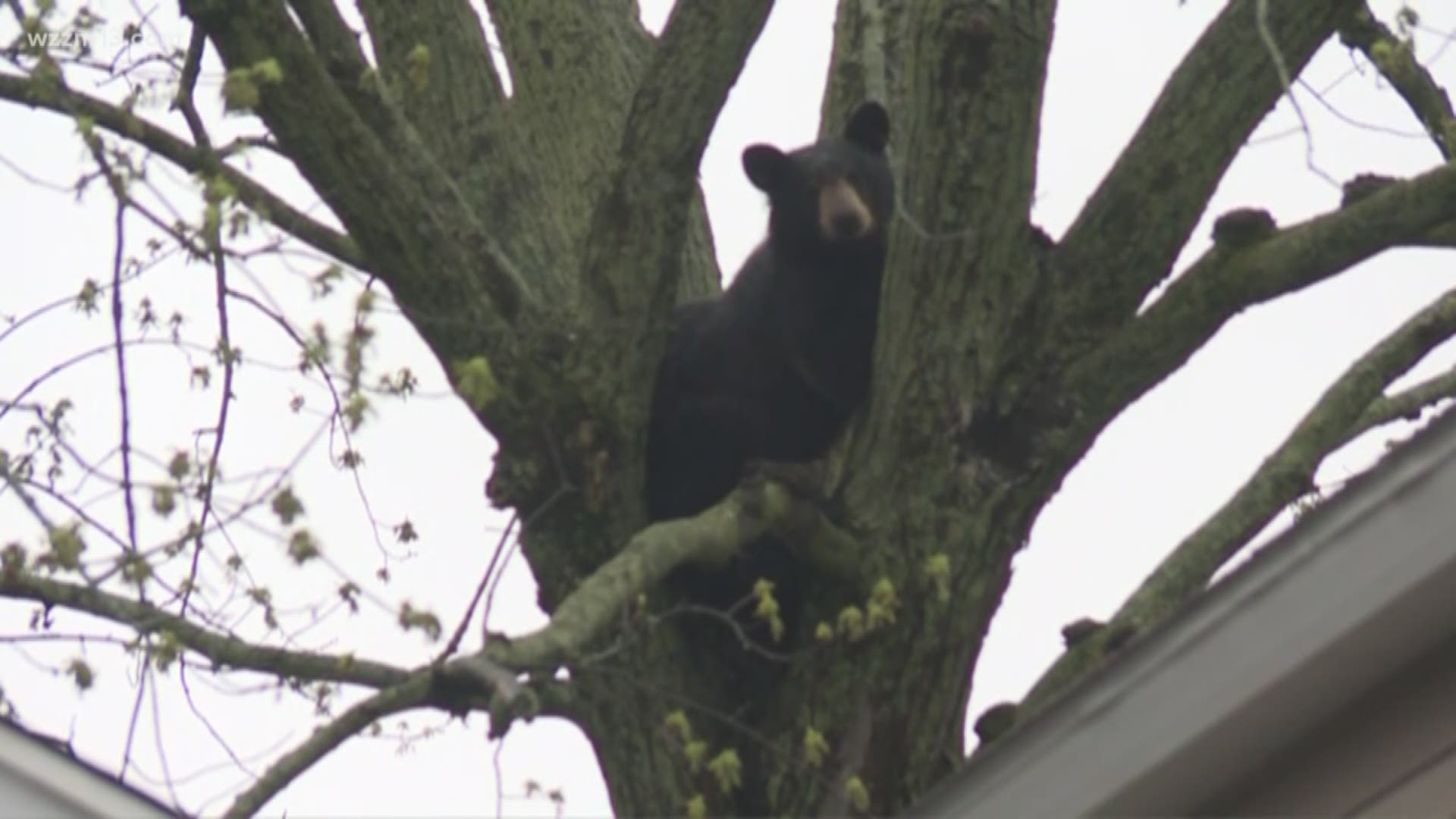 Bear hunting season opens in Michigan