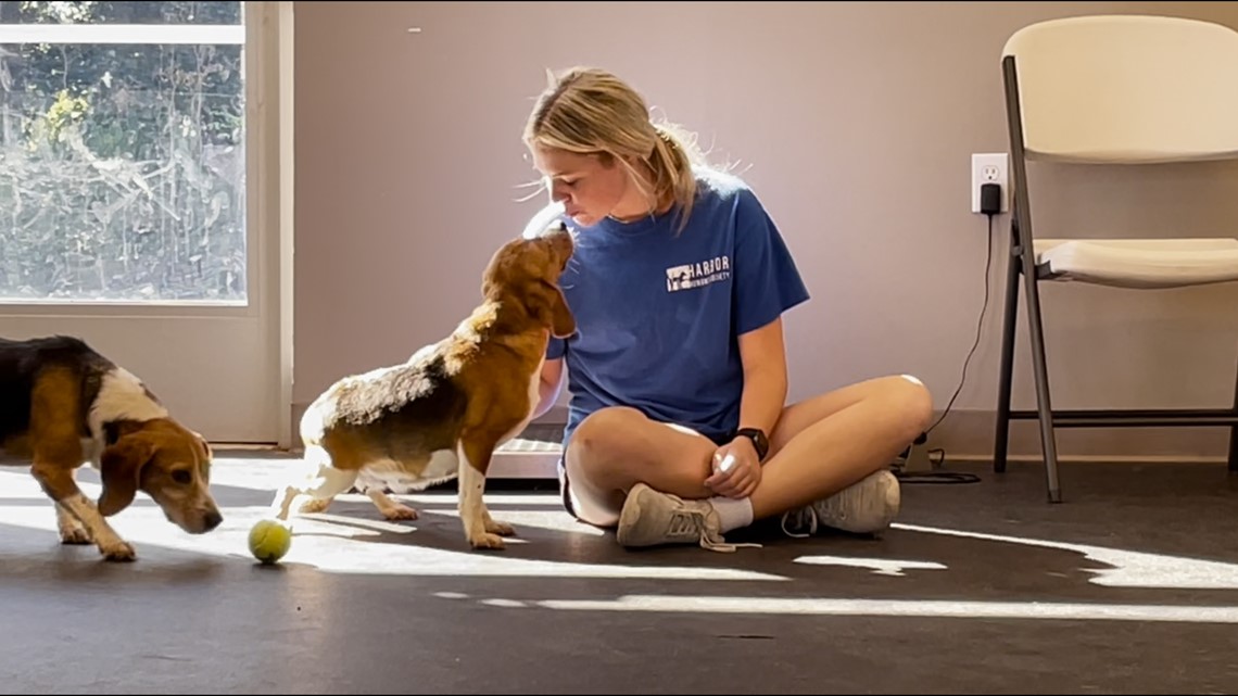 Beagles arrive at Harbor Humane for rehabilitation after being rescued from lab in Virginia