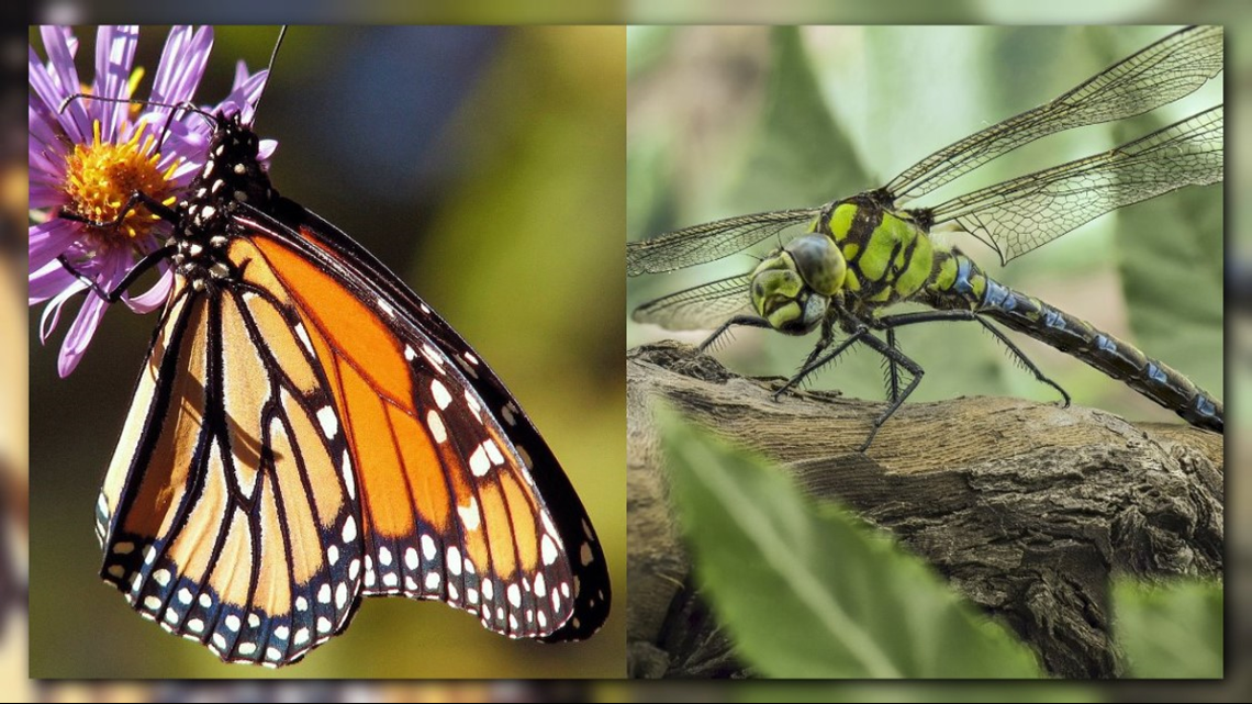 Butterfly vs. Dragonfly Competing bugs battle for state insect title