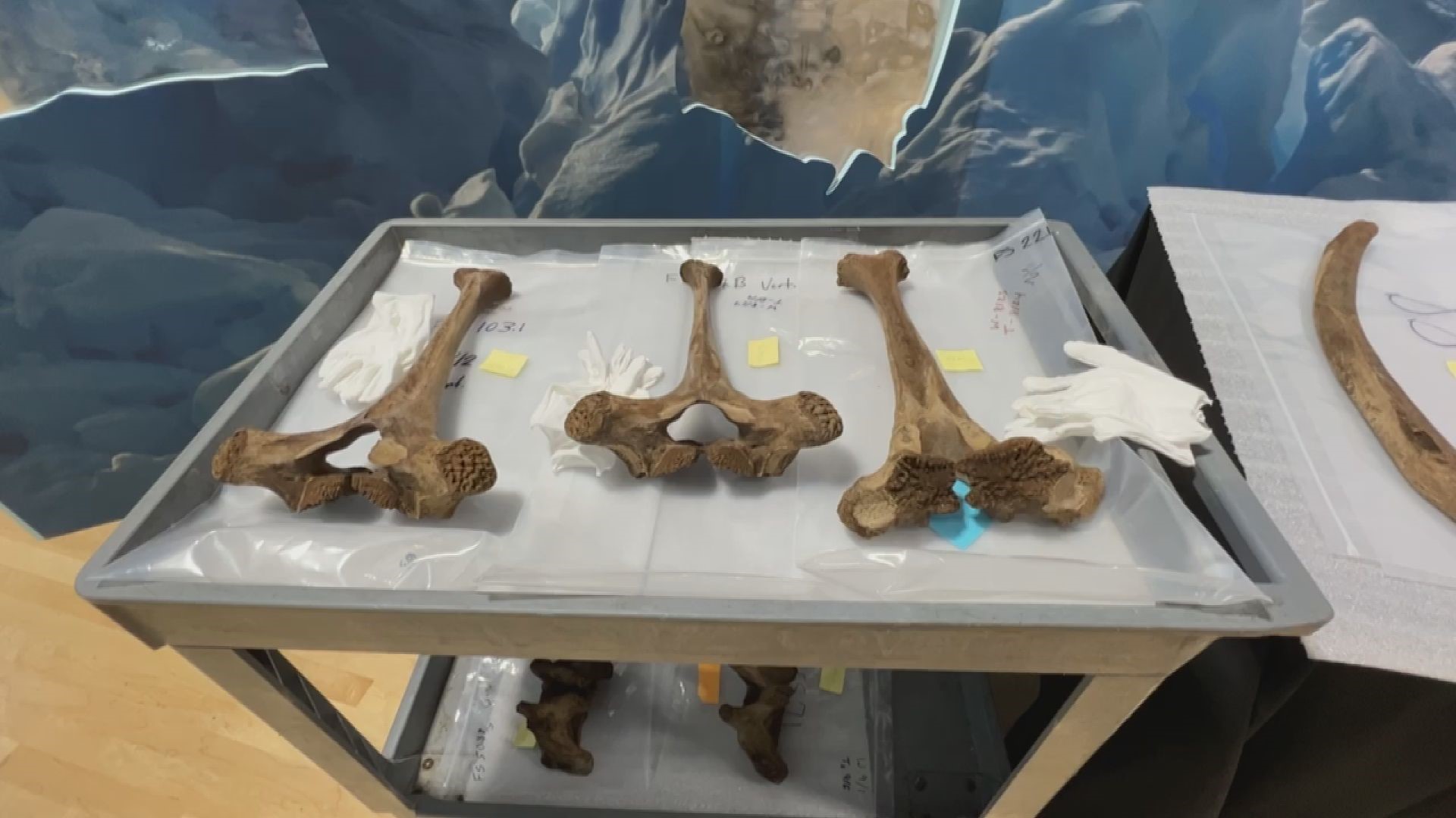 Mastodon bones discovered in Michigan now on display in museum
