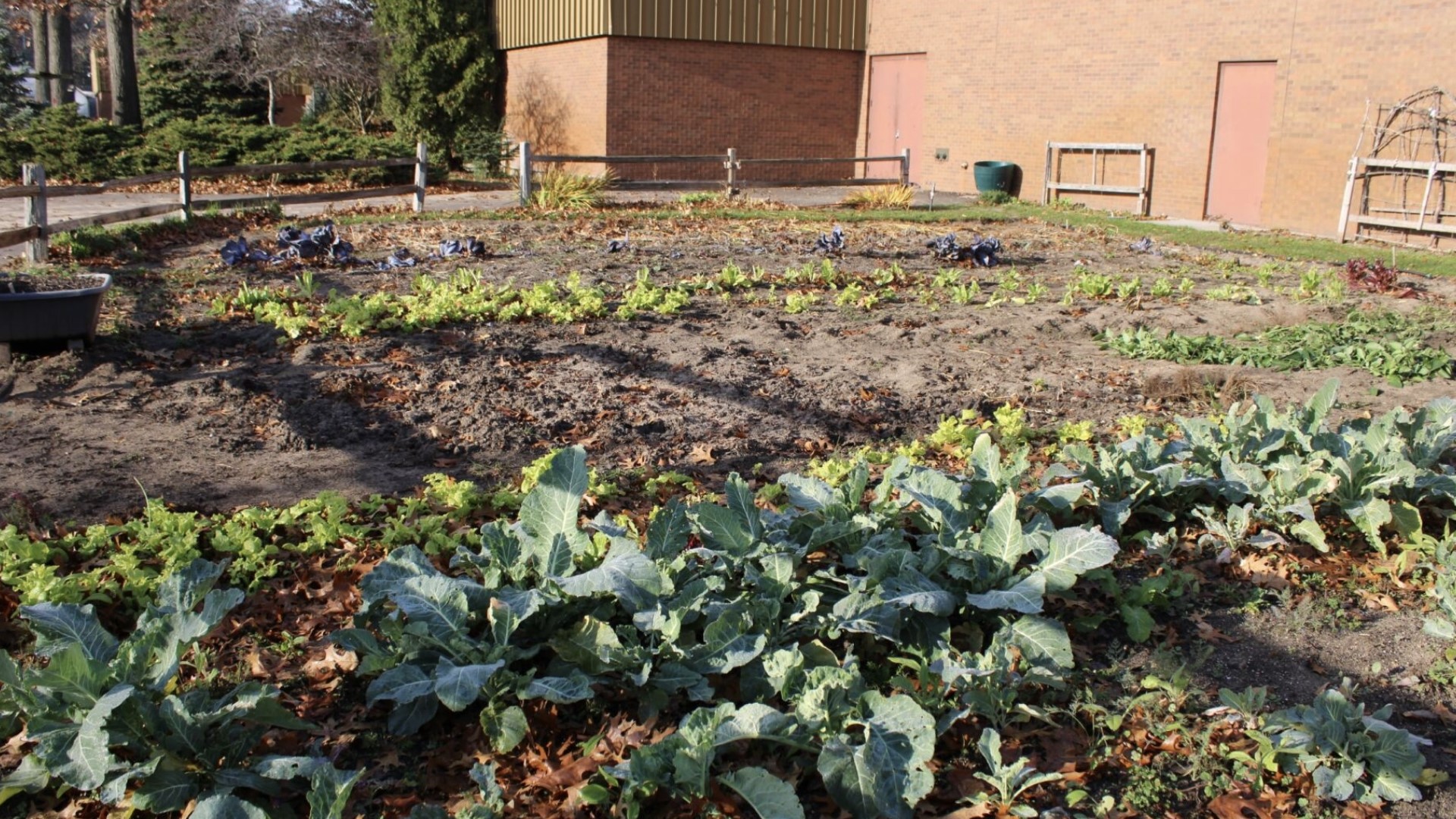 Fresh produce donated to Muskegon Veggie Van | wzzm13.com
