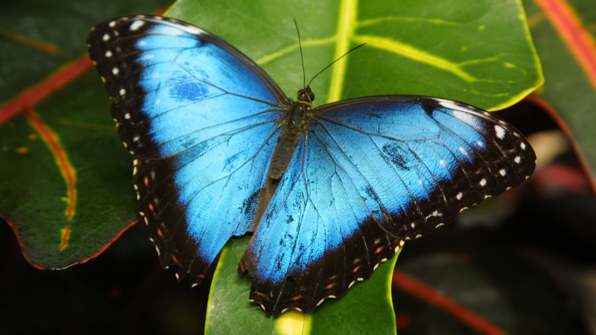 Butterflies Are Blooming at Frederik Meijer Gardens Opens March 1