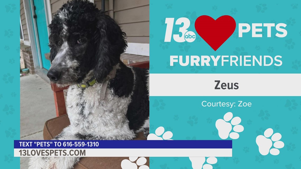 Furry Friends:  August 5, 2022 | Zeus and Tucker