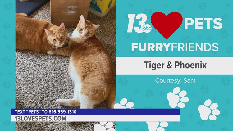 Furry Friends:  September 22, 2022 | Tiger and Phoenix