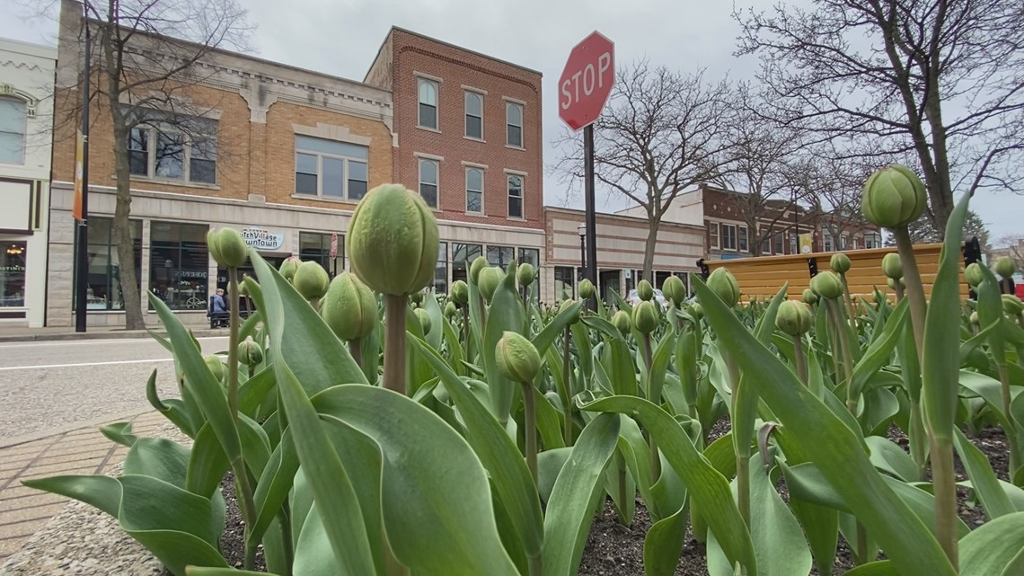 Tulip Time 2022 | Here's what's changing, what's new - Vimarsana News