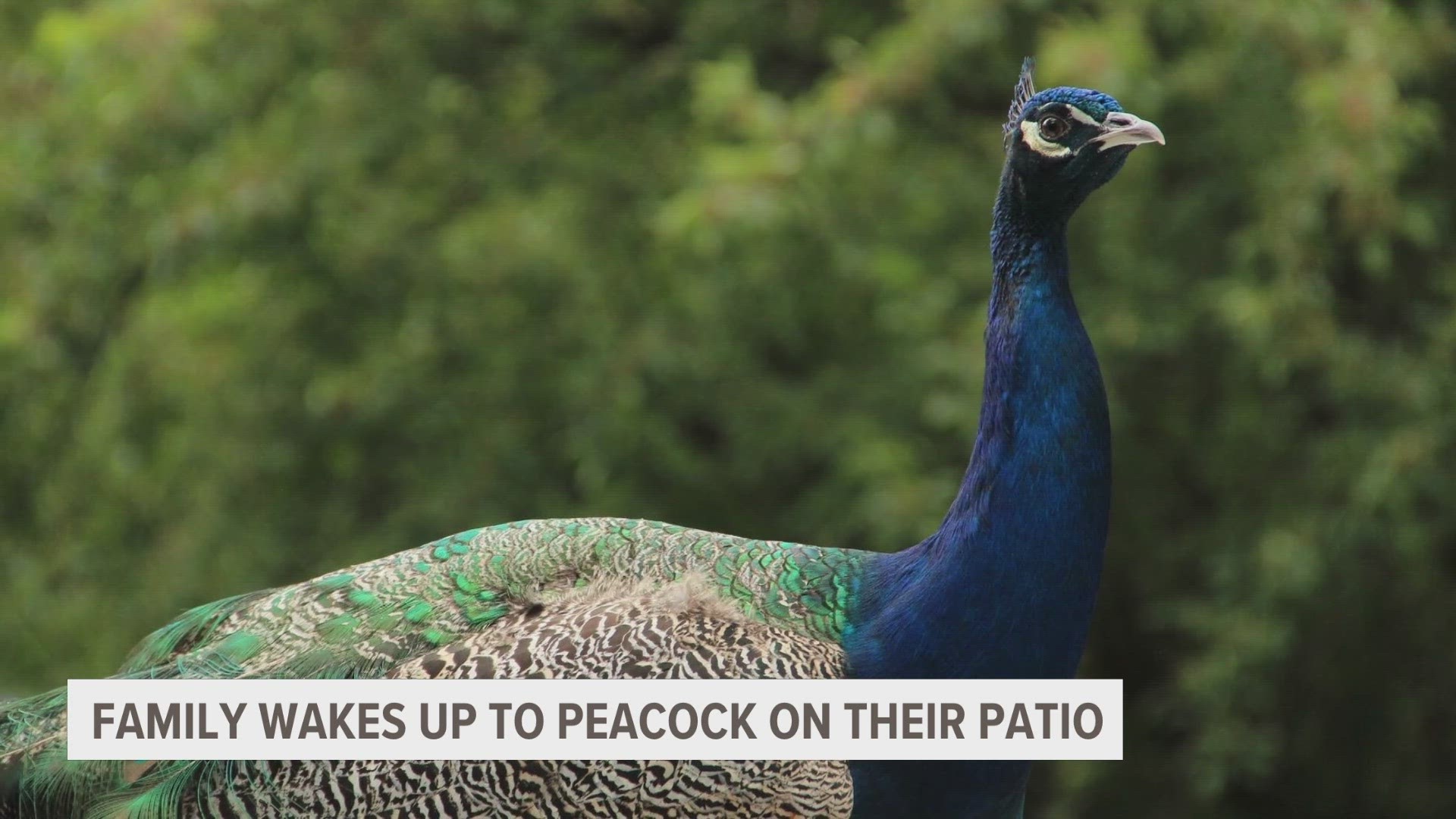 Anita and her daughter Alicia first noticed the peacock Friday at their neighbor's house. They said he was on the roof until he settled into a tree.