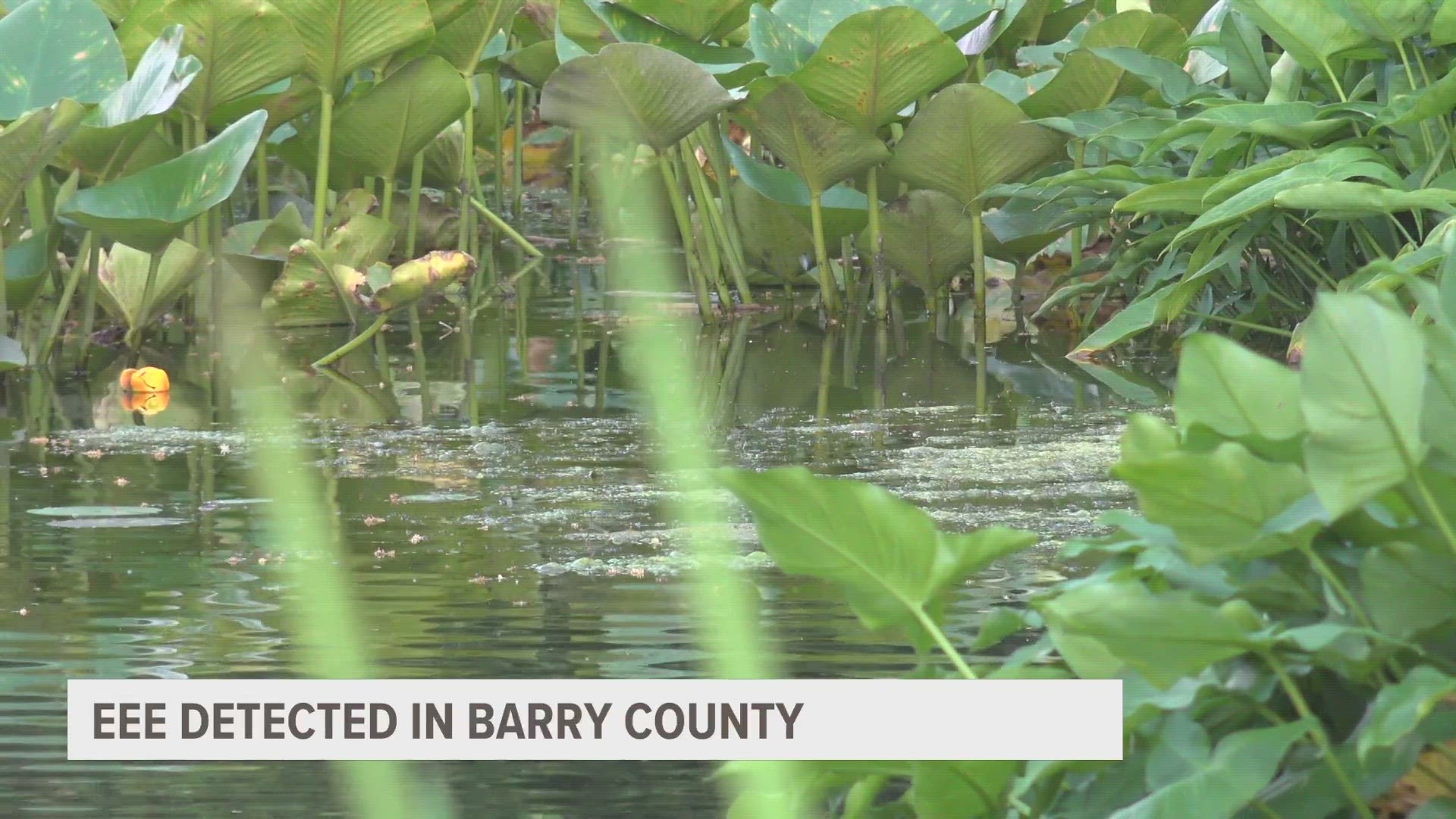 Although it's unknown what part of the county the mosquito was found in Barry joins Bay County as another area in the state testing positive for Triple E.