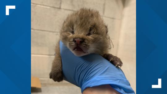 Lynx kits born at John Ball Zoo | wzzm13.com