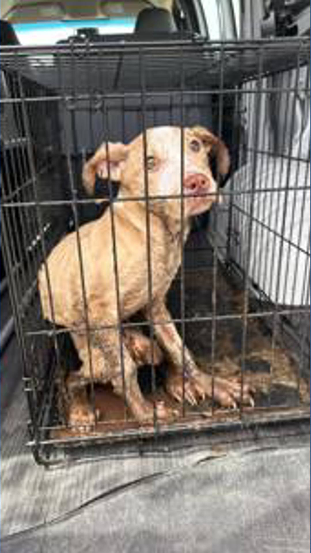 Reward offered after abandoned puppy found severely injured behind