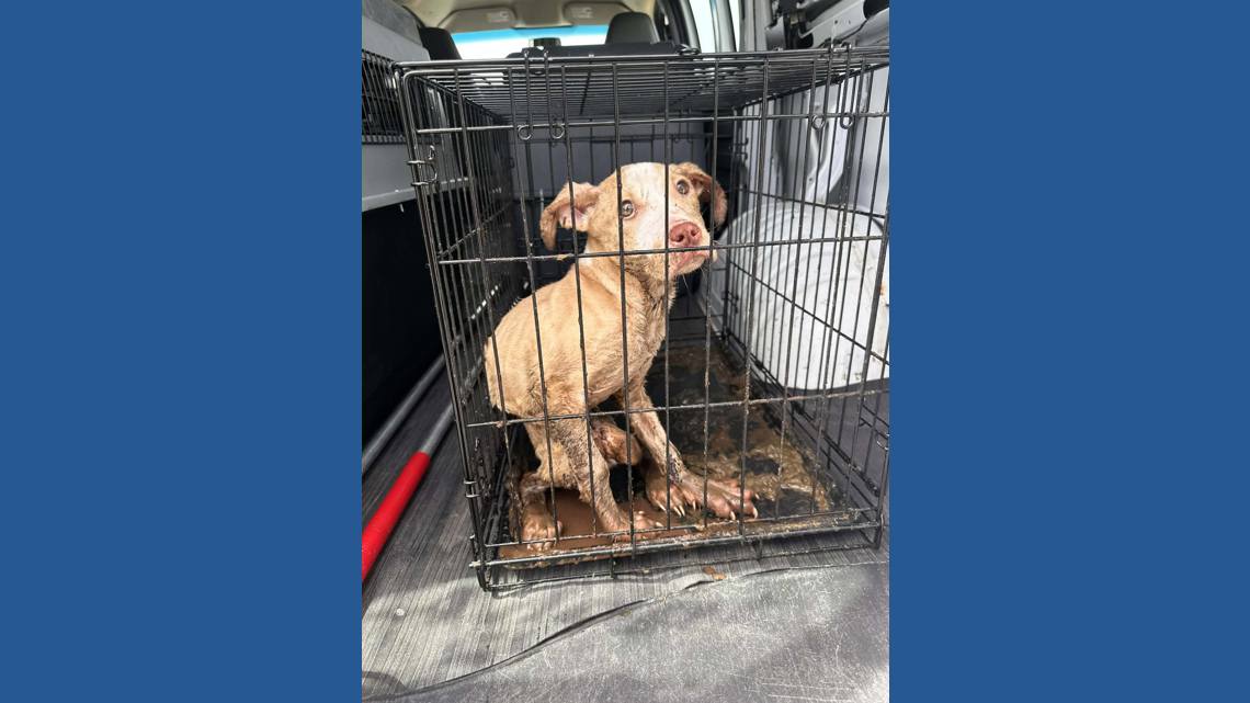 Reward offered after abandoned puppy found severely injured behind West Michigan apartments