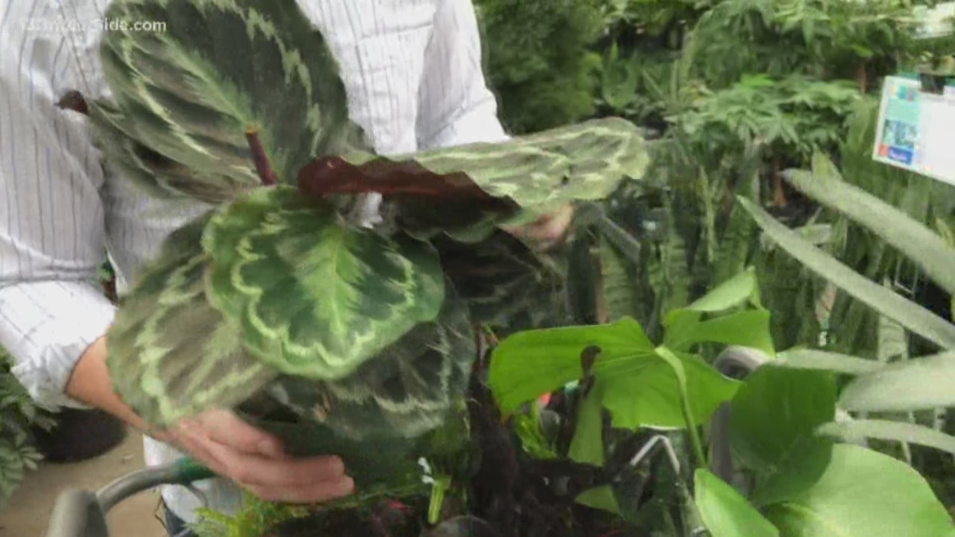 This week, our Greenthumb Expert is helping Steve Zaagman shop for a new plant.