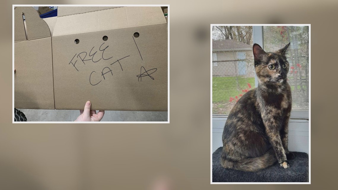 Pet cat abandoned in a cardboard box outside of pet shop
