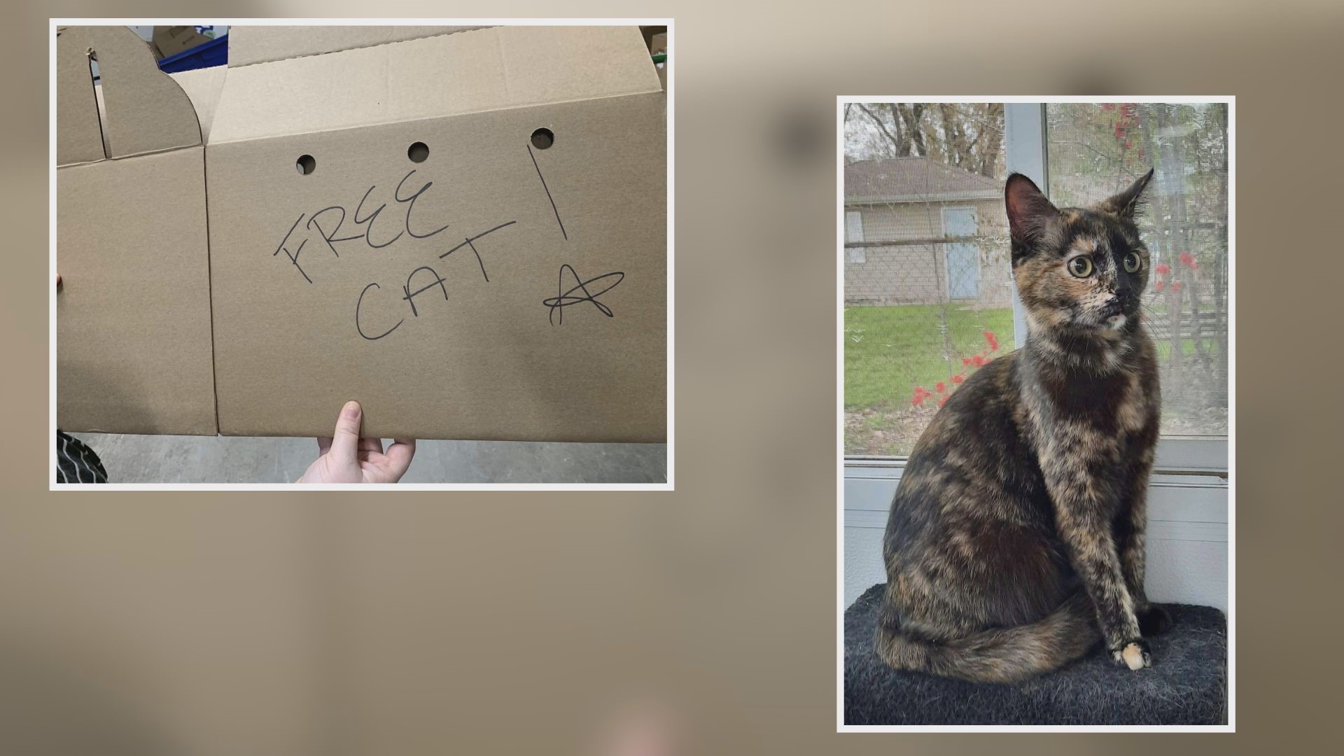 The box had "free cat" and a list of facts written on the side, saying the cat had damaged the previous owner's home.