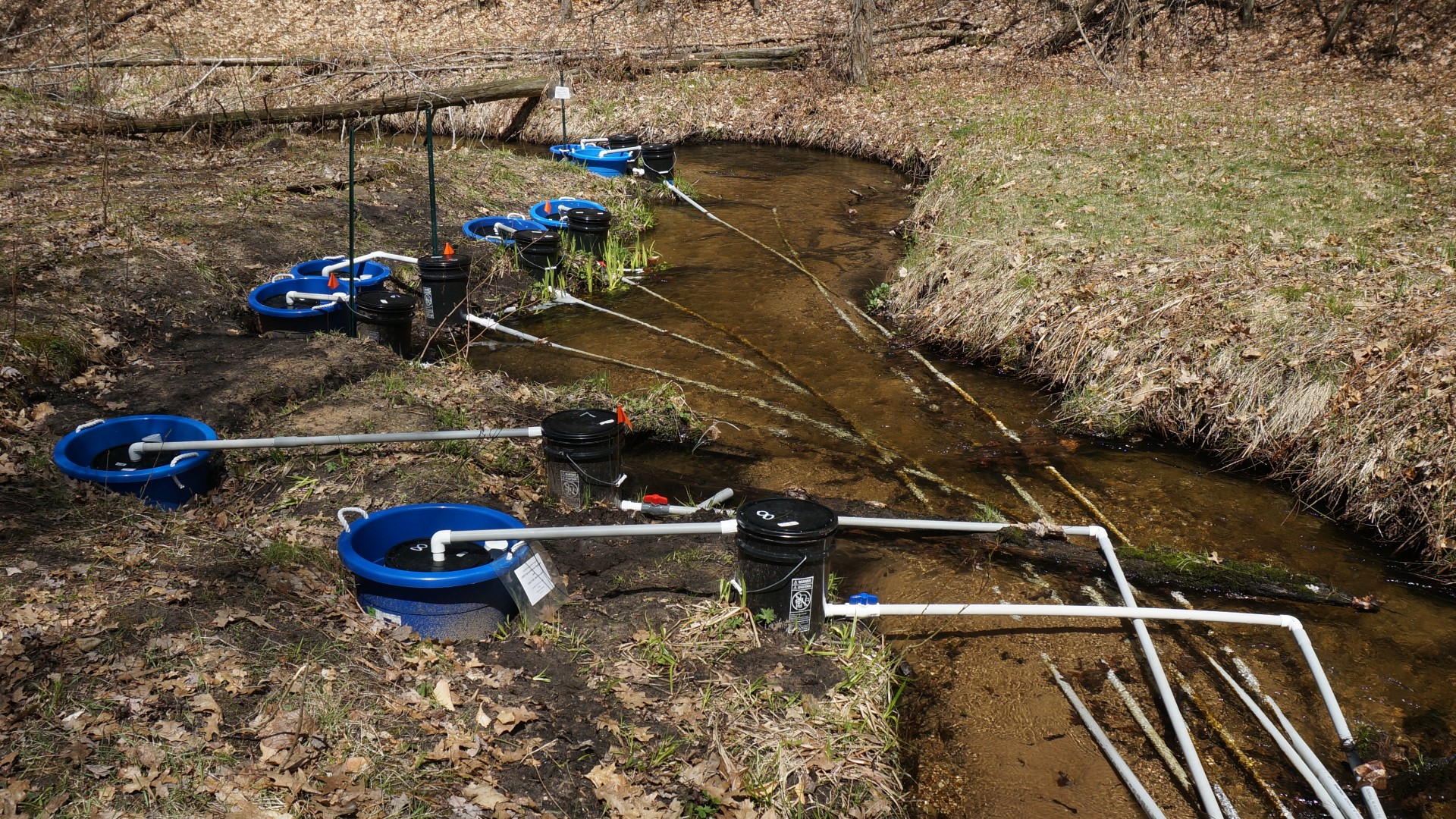 Arctic grayling return to Michigan as reintroduction initiative gains