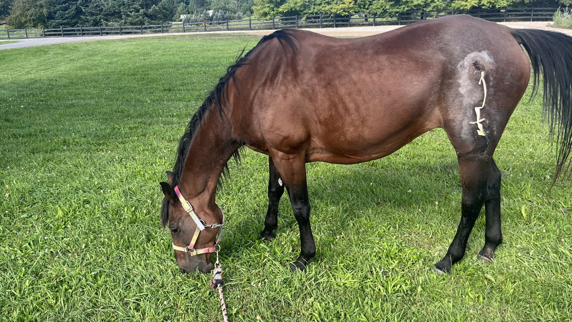 A family from Rockford found their horse, Babe, who escaped from a clinic as she was being treated for puncture wounds four days ago.