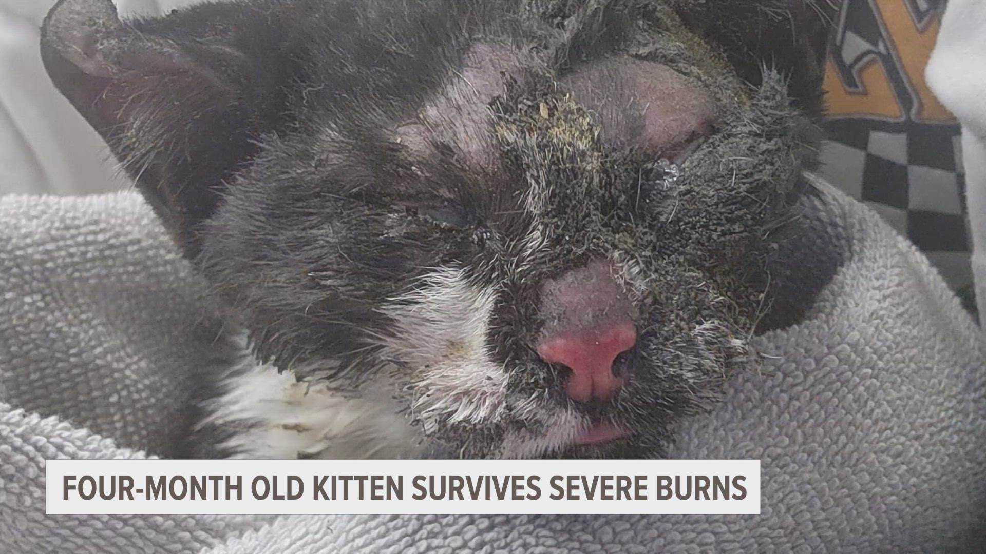 Four-month-old Phoenix is now in the care of the Kalamazoo-based Wild Whiskers rescue, after being severely burned in a Grand Rapids area house fire.